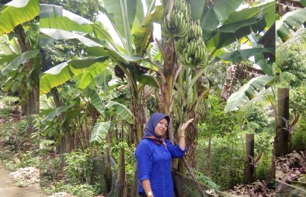 Foto: Ita Syamsudin lagi selfi dibawah pohon pisang lilin bertandan dua.