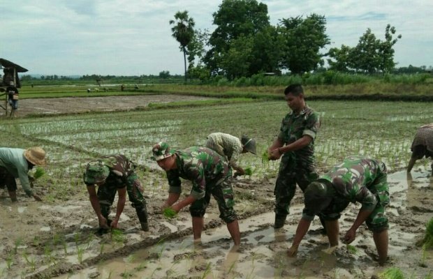 foto:Batituud Beserta Anggota Koramil Saronggi Bantu Tanam Padi 