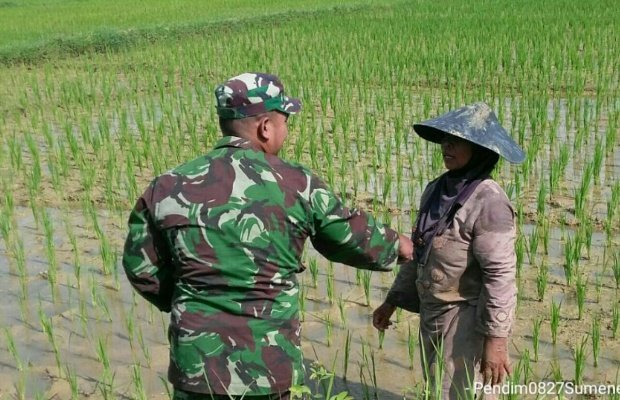 Foto: Anggota Koramil Lenteng dampingi petani padi