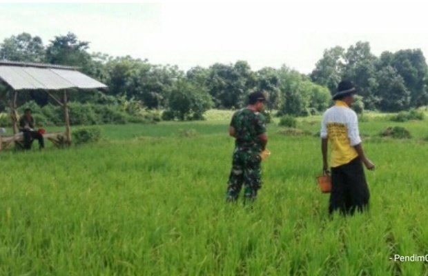 Foto: Babinsa Pasongsongan Bantu Petani Memupuk Padi