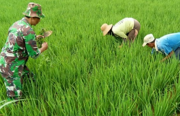 Foto: Babinsa Sedang merawat tanaman padi