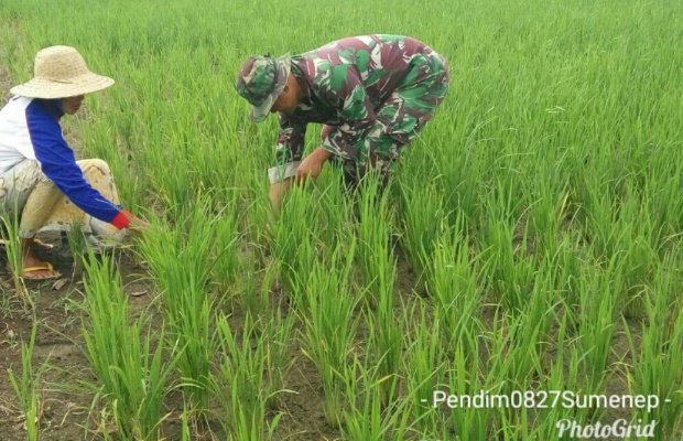 Foto: Babinsa Guluk-guluk bantu petani di sawah