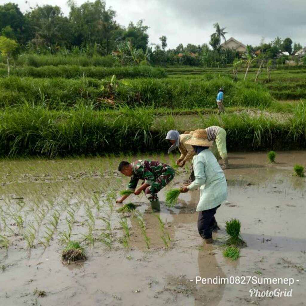 Foto: Babinsa Dasuk Dampingi Petani tanam padi