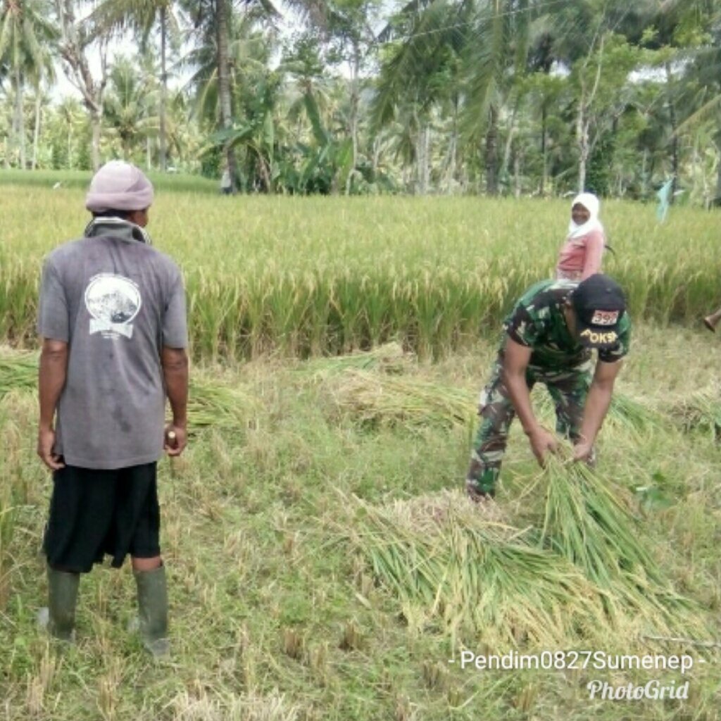 Foto: Babinsa Pasongsongan saat panen padi
