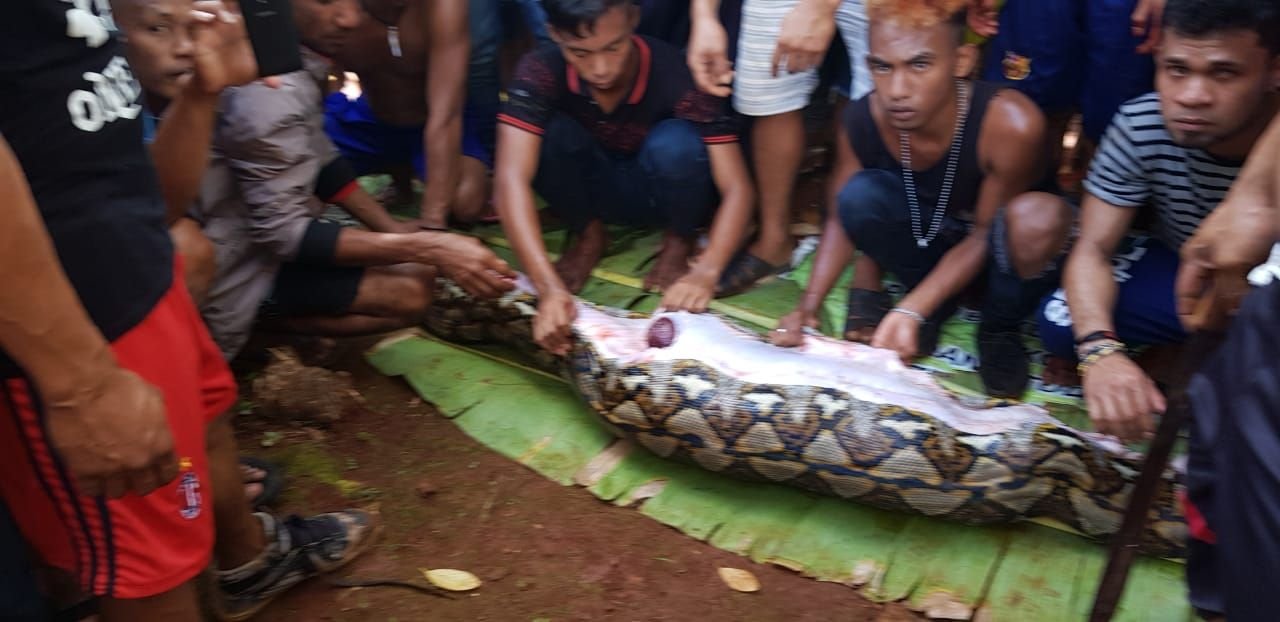Foto: Warga Muna saat membelar perut ular piton sepanjang 7 meter