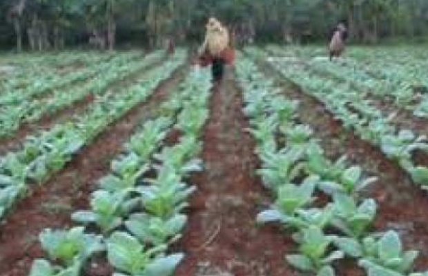 Foto: Dokumen petani tembakau