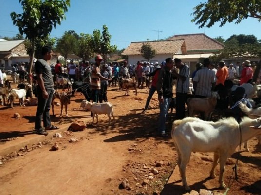 Foto: Suasana jual beli hewan kurban di sumenep