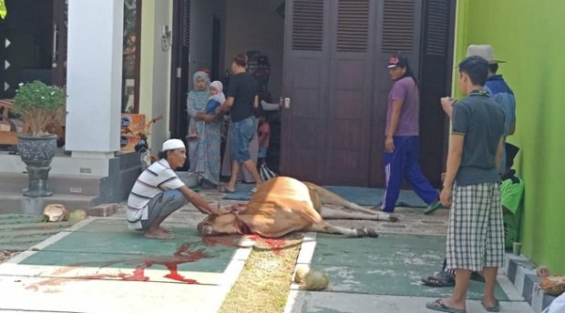 Foto: Penyembelihan sapi kurban di rumah Direktur PT MEI