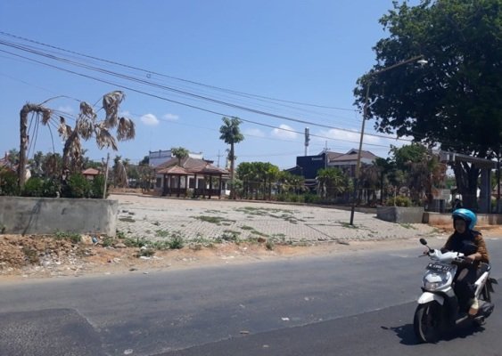 Foto: Sejumlah pohon palem yang mati tak terawat di Tajamara