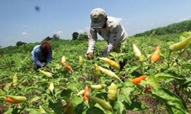 Foto: Ilustrasi petani penen cabai