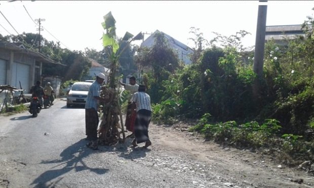 foto: Sopir MPU saat menanam pohon pisang ditengah jalan