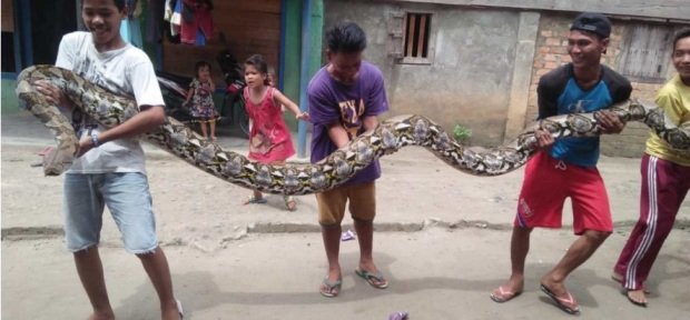 Foto: Warga saat mencoba menggotong ular piton raksasa