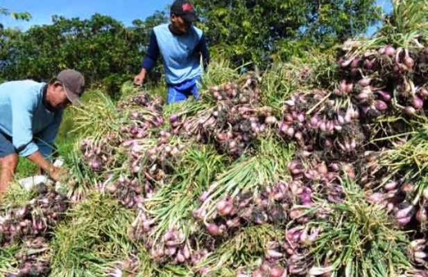 Foto: ilustrasi petani panen bawang merah