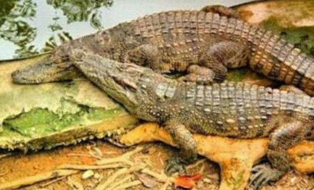 Foto: Dua ekor buaya yang ditemukan muncul d jember