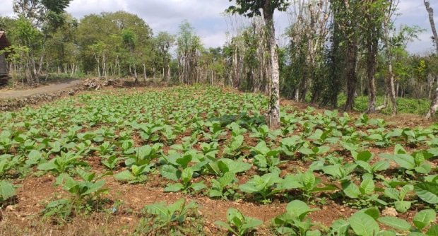 Foto:Tanaman tembakau di Sumenep yang sudah berumur lebih dari 20 hari