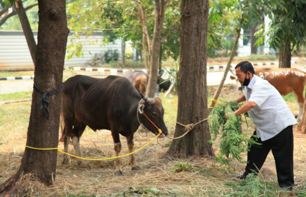 Foto : Hewan qurban bantuan