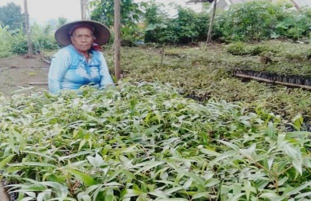 Foto: Proses pembibitan melibatkan masyarakat