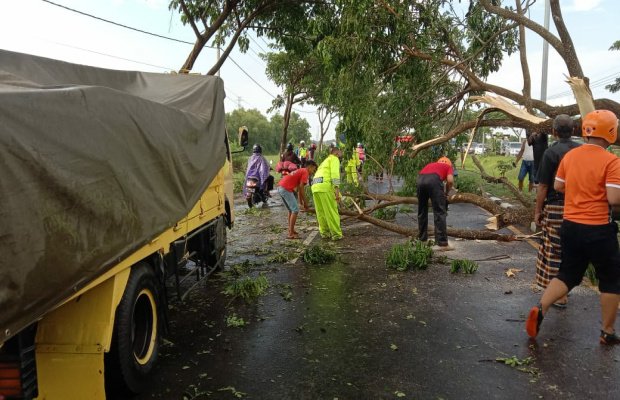 Foto : Petugas melakukan evakuasi pohon tumbang