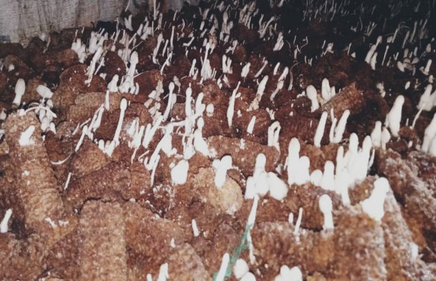 Foto: Jamur Jenggel Jagung pasca ditebar, kini mulai tumbuh dan tinggal menunggu waktu panen
