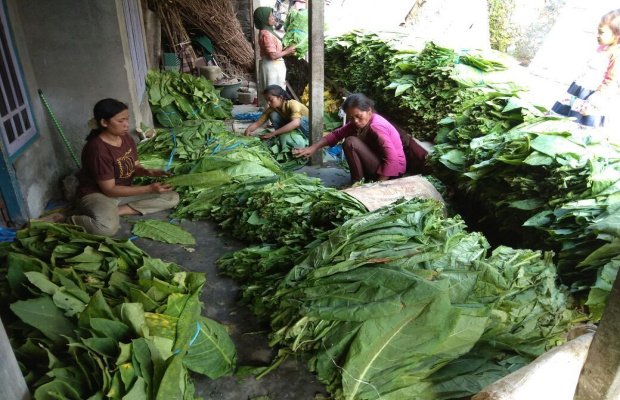  Foto: Sejumlah petani saat memilah daun tembakau