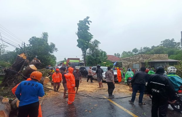 Foto :Petugas Evakuasi Pohon Tumbang