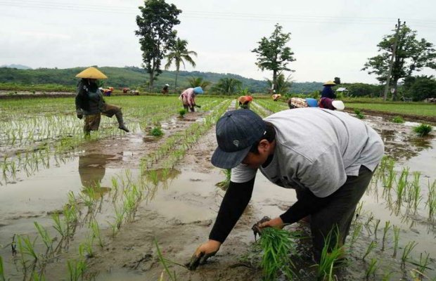 Foto: Petani mulai menanam padi