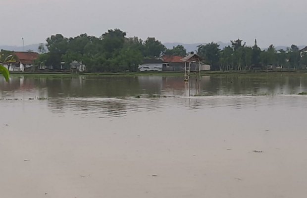 Foto: Area persawahan di Sumenep terendam banjir