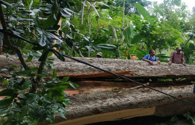 Foto: Pohon Berumur Ratusan Tahun di Sumenep tumbang