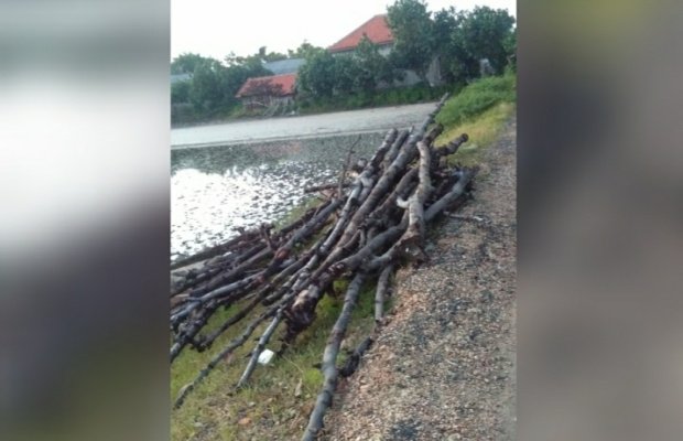 Foto: Tumpukan pohon mangrove usai dilakukan penebangan