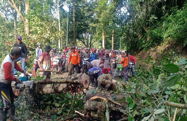 Foto: Seorang petugas saat memangkas batang pohon yang tumbang 