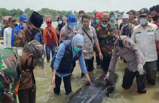 Foto : Gubernur Jawa Timur Khofifah Indar Parawansa saat meninjau lokasi paus terdampar.