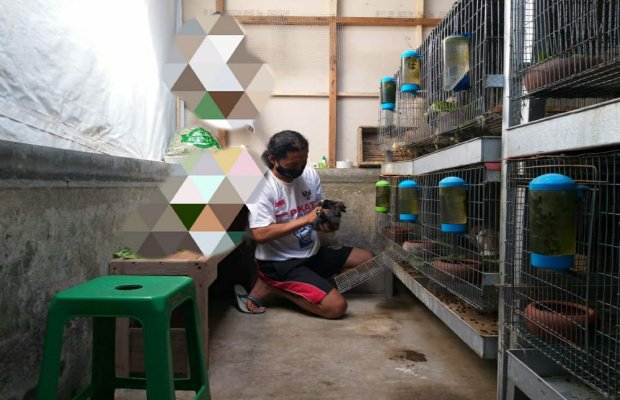 Foto: Eko Sabdianto, Breeder kelinci Holland Lop, saat tengah mengecek kondisi kesehatan kelinci di kandang miliknya.