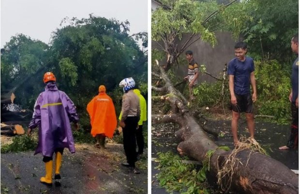 Foto : Kiri ( pohon tumbang di jalan raya Kedung jajang ), kanan ( pohon tumbang di jalan semeru Banjarwaru ) Lumajang