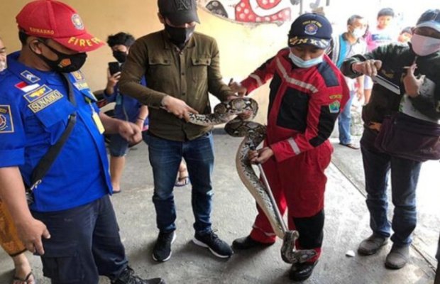 Foto : Tim Damkar Kota Malang berhasil mengevakuasi ular piton yang masuk ke kost - kosan Putri.