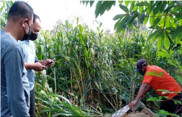 Foto : Polisi Olah TKP di sawah milik warga.