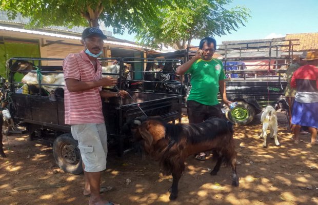 Foto : Pedagang hewan saat melakukan transaksi secara online