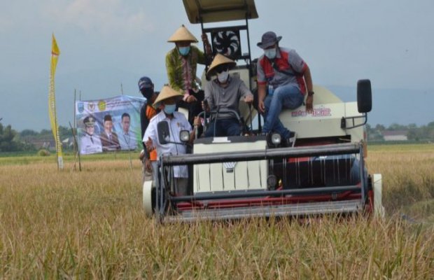 Foto : Komisi IV DPR RI Drs. H. Hasan Aminuddin Saat Turun Langsung Panen Perdana