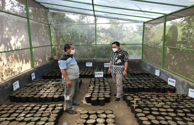Foto : Suryadi sedang meninjau tempat pembibitan warga kedungkandang