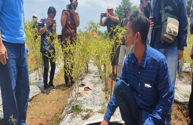 Foto : Salah satu program pertanian yang digagas oleh PHE WMO