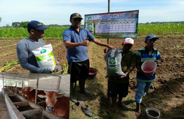 Foto: Kades Samatan, H. Mohammad Tamyis Saat Menunjukkan Pupuk Organik Hasil Produksinya