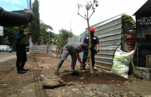 Foto: Affan Afandi selaku pengawas proyek saat menanam pohon pule.