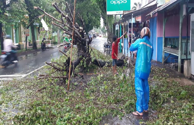  Foto : Pohon seri / ceri yang tumbang, pada Minggu sore (28/11/2021).