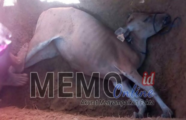 Foto : Sapi milik warga yang mati mendadak saat mau dikuburkan