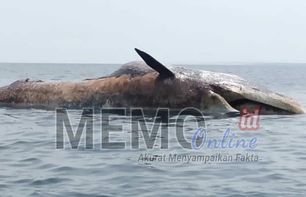 Foto : Ikan Paus dalam kondisi sudah membusuk terdampar di perairan pantai Camplong Sampang