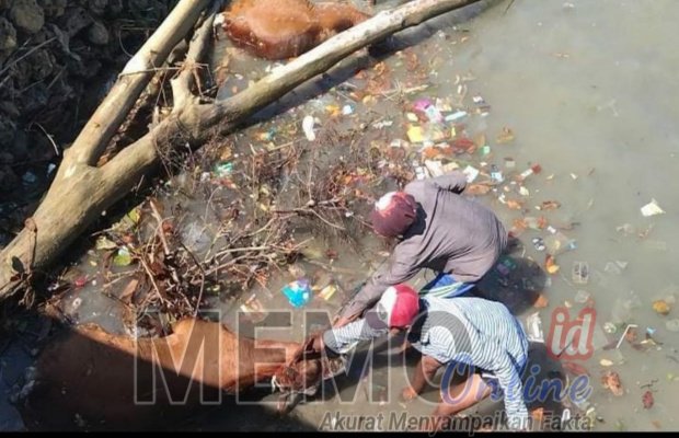 Foto : Warga saat melihat bangkai sapi yang terdampar di pantai Camplong Sampang