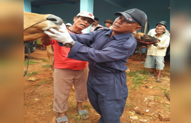 Foto: Petugas Paramedik Veteriner saat memeriksa kesehatan hewan di pasar Dasuk
