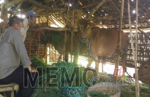 Foto : Tiga sapi yang terindikasi PMK di Desa Banjartalela Sampang