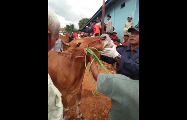 Foto: Pemeriksaan berkala kesehatan hewan ternak sapi di salahsatu pasar tradisonal di Sumenep