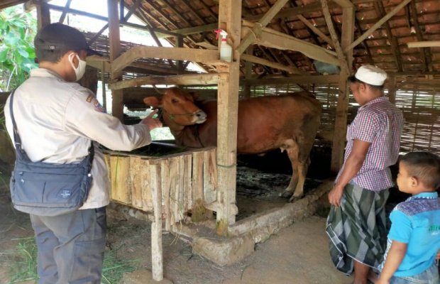 Foto : Kanit Binmas Polsek Pegantenan, Aipda Mohammad Ali Sobir saat menyambangi salah satu peternak sapi di Desa Bulangan Haji, Kecamatan Pegantenan, Kabupaten Pamekasan, Madura, Rabu (8/5/2022).