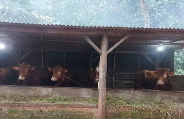 Foto : Sapi di salah satu kandang peternak